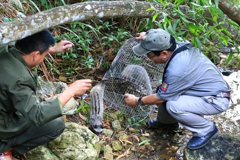 Wild animals released in Son Tra reserve