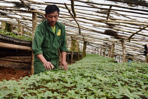 Kon Tum focuses on agricultural development
