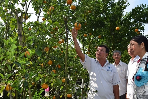 Pink mandarin yield for Tet falls dramatically