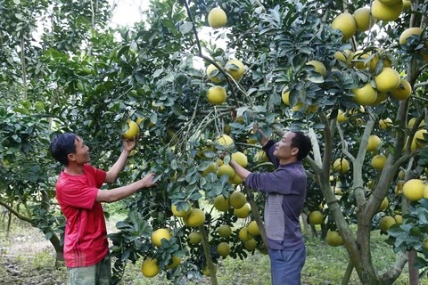 Dien pomelo - a Hanoi speciality