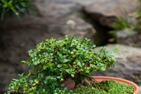 Bonsai captures vitality of nature