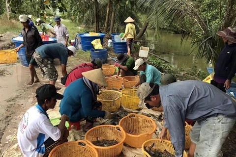 Mekong Delta aims for sustainable shrimp production at high profits