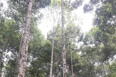 Quang Tri to plant 60,000ha of forests by 2030 