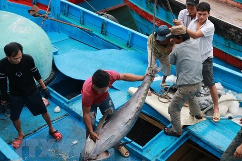 Khanh Hoa: ocean tuna boats return to shore 