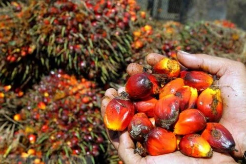 Indonesia’s biodiesel thirst may weaken palm oil exports