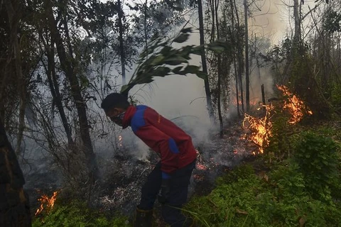 Indonesian President orders long-term solution to forest fires 