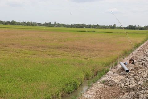 Drought, saltwater intrusion threatens farming, local life in Mekong Delta 