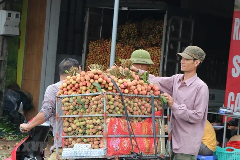 Hai Duong prepares to export fresh lychees to Japan