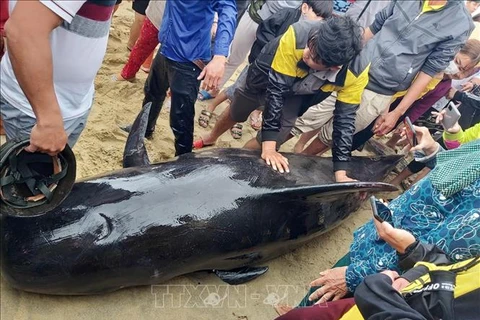 Quang Ngai residents strive to save 700-kg whale 