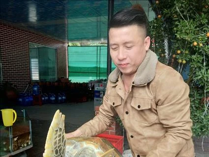 Nghe An man to set free 30kg sea turtle