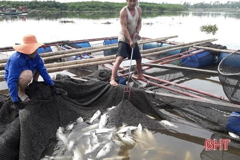 Ha Tinh’s cage fish farmers restore production