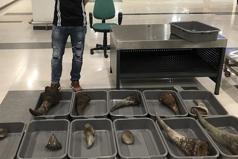 Nearly 29kg of suspected rhino horn seized at Can Tho airport