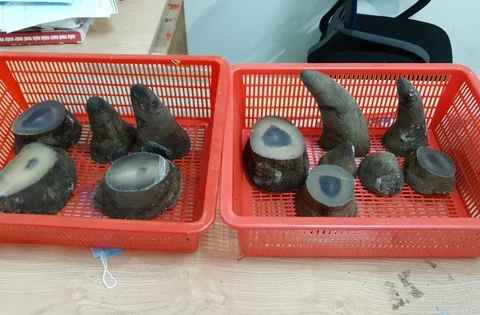 Rhino horns seized at Tan Son Nhat airport