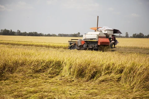 Vietnam’s rice exports increase 27 percent in first two months of 2020
