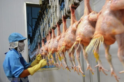 Vietnam exports processed chicken to Russia