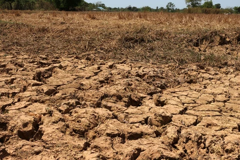 Drought hits agricultural production in Cambodia 