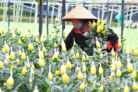 Lam Dong province sees sharp increase in flower export 