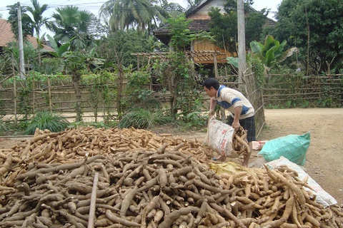Vietnam sees cassava export reduction in two months