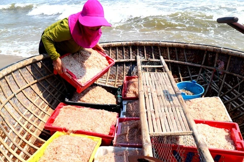 Quang Nam fishermen enjoy bumper shrimp season