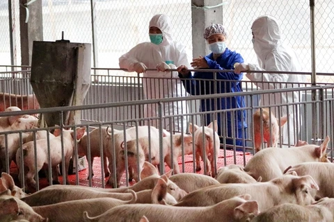 Vietnam’s pork imports up over 200 percent