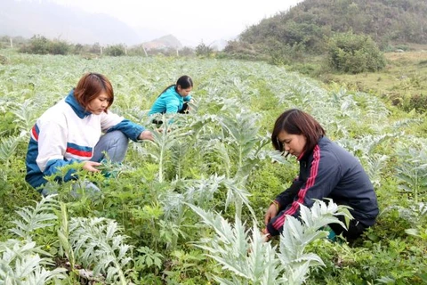 Lao Cai sets sights on boosting medicinal herb sector