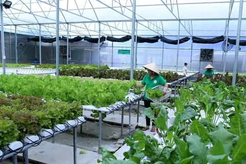 Can Tho moves to enhance efficiency of vital hi-tech urban agricultural models