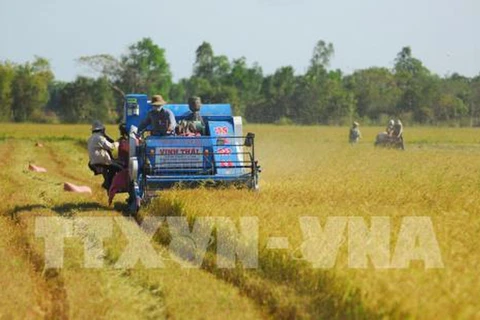 Ministry proposes postponing rice export suspension pending stocks review 