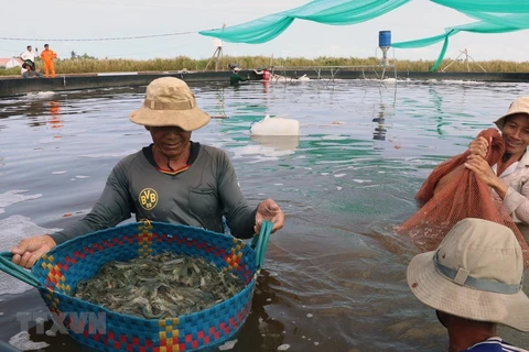 Mekong Delta shrimp prices fall as COVID-19 hits demand