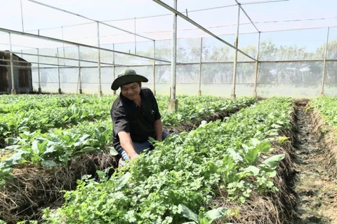 Soc Trang depends on efficient farming models to beat climate change