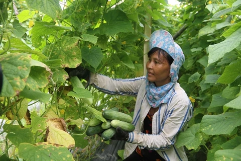 Tra Vinh promotes agricultural restructuring as drought, saline intrusion damages crops