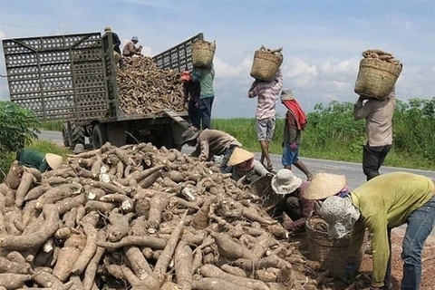 Vietnam’s cassava exports recover in first quarter