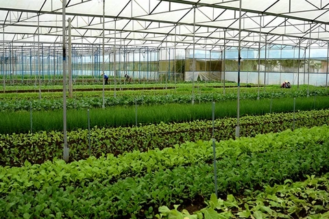 Ba Ria-Vung Tau applies hi-tech agriculture to improve quality, yield