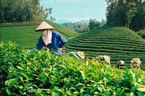 Tea exports fall in Q1 due to COVID-19