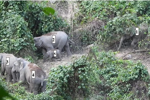 Herd of endangered elephants found in Quang Nam