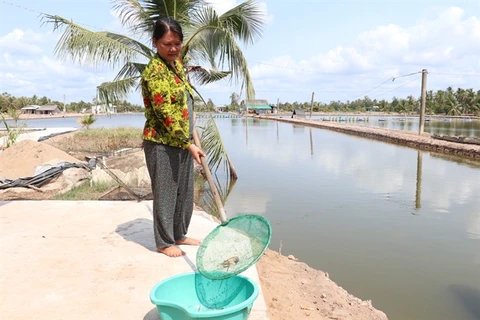 Ben Tre province giant river prawn farms hit by saltwater intrusion