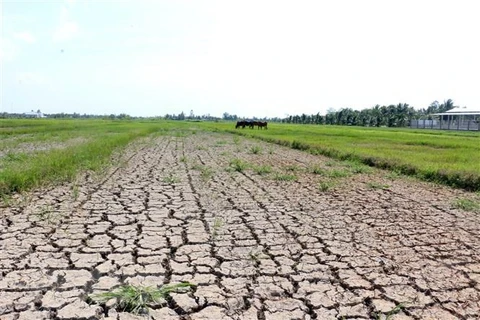 Ministry proposes over 515 billion VND to deal with salinity, drought 