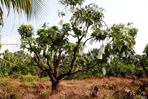 VietGAP mango fetches high incomes for farmers in Kien Giang