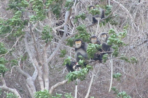Black shanked douc langurs found in Ninh Thuan