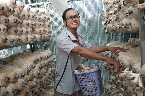 Organic mushroom grower finding stable customers