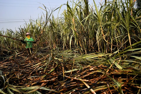Thailand’s sugar industry affected by drought