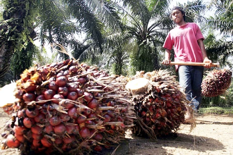 Indonesia’s palm oil exports fall due to pandemic