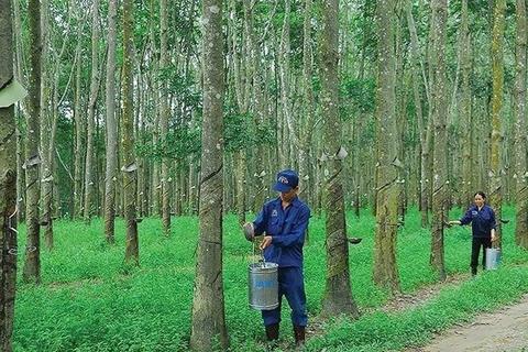Asset sales bring profits to natural rubber firms, not their farms