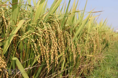  PM allows rice export resumption from May 1