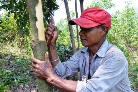 Tra Bong district cinnamon farmers happy with bumper crop