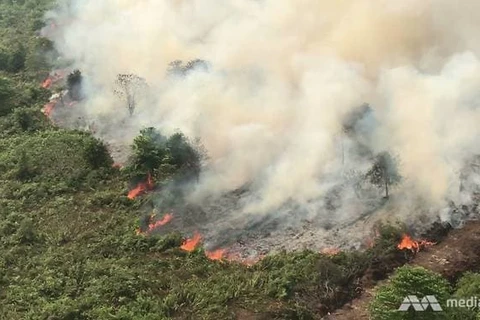 Forest fires complicate COVID-19 fight in Indonesia