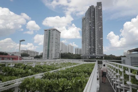 Singapore to build farms on carpark rooftops