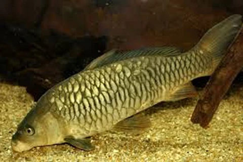 Vietnamese, Russian scientists find new strain of common carp