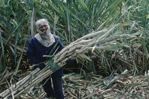 Thailand: Sugar makers warn of output cut due to drought