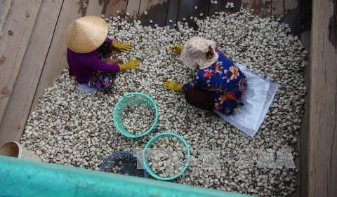 Tra Vinh to expand clam farming areas