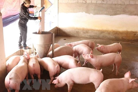 Vietnam imports pigs from Thailand